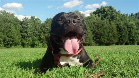19 Smiling Pit Bulls Who Are Really Really Really Happy Pitbulls