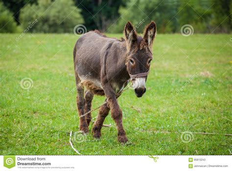 Donkey On A Field Stock Image Image Of Graze Brown 95815243