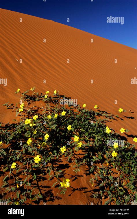 Namib Wueste Namib Wueste Namib Naukluft Park Namibia Afrika Blooming