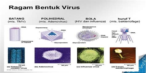 Bentuk-bentuk Virus Termasuk Corona | Libero.id