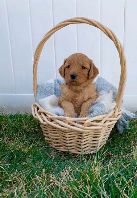 While there is no substitute for brushing your dog's teeth, introducing dry biscuits as part of your dog's diet is considered to be better than wet food because it can physically remove some of the plaque as your dog chews. this sweet mini Goldendoodle puppy is available for ...