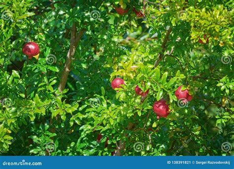 Pomegranate Tree Or Socotran Pomegranate Stock Image Image Of