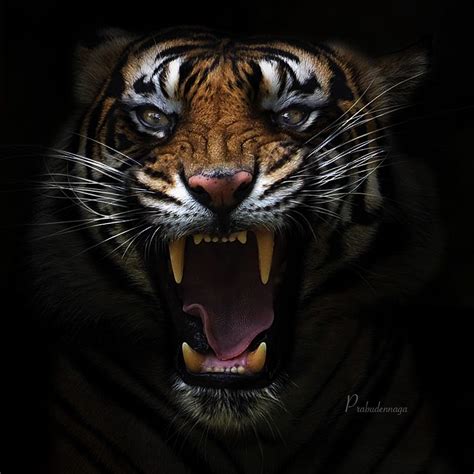 Angry Tiger By Prabu Dennaga On Px Tiger Photography Angry