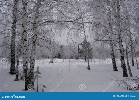 Wintry Scene Birch Trees In Snow Stock Photo Image Of Birch Snow