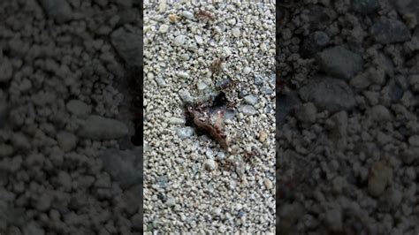 How to get rid of large black ants. How to get rid of little black ants | Exterminator | pest ...