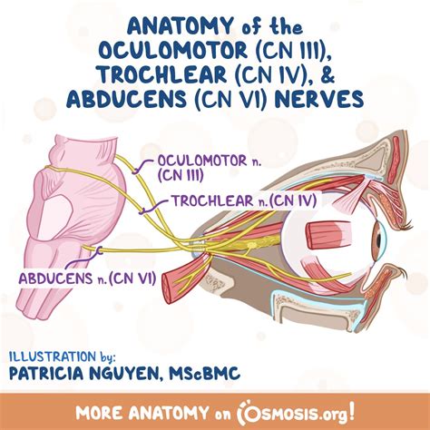 Cranial Nerve Pathways Osmosis Hot Sex Picture