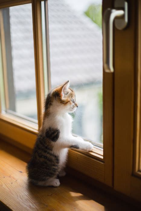 フリー写真 窓の外を見ている子猫でアハ体験 Gahag 著作権フリー写真・イラスト素材集