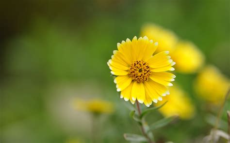 70 Yellow Flowers Wallpaper Wallpapersafari