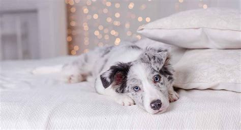 White should not dominate the head. White Australian Shepherd - All About This Beautiful And ...