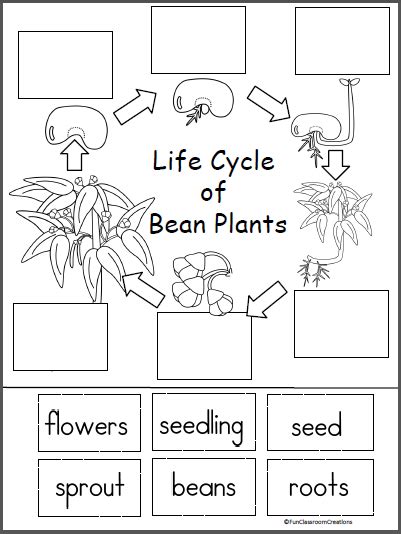 Plant Life Cycle For Kids Worksheet