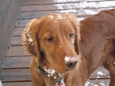 Find golden retriever puppies and breeders in your area and helpful golden retriever information. "Breeze" by Sir Edwin Landseer. | Natural History