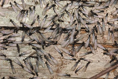 Termites Oklahoma City Pest Control And Termite Remediation