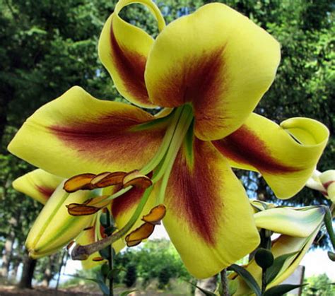 If you are just starting out in the floral industry this flower list guide will help you recognize the most spoken and used blooms. List of 50+ Different Types of Lilies With Pictures