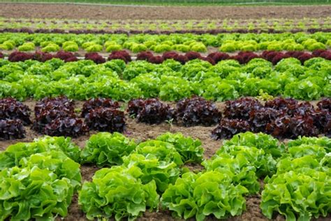 Lettuce Growing Stages A Step By Step Guide