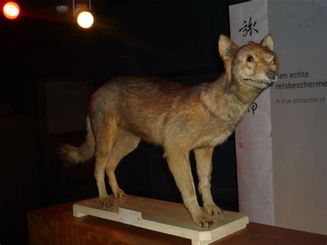 Japanese Wolf Facts Habitat Diet Fossils Pictures