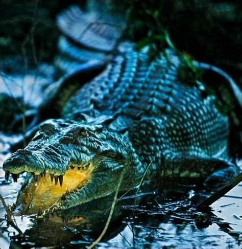 Nat Geo Kakadu National Park National Parks Saltwater Crocodile