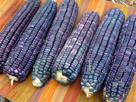 A Future For Blue Corn Edible New Mexico 42 Off