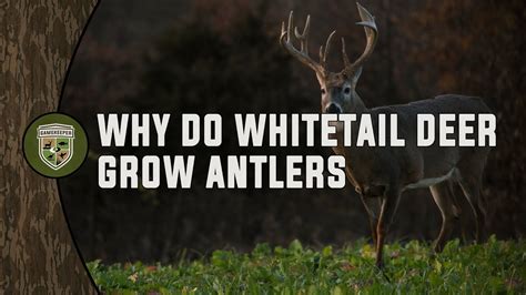 Why Do Whitetail Deer Grow Antlers Mossy Oak Gamekeeper