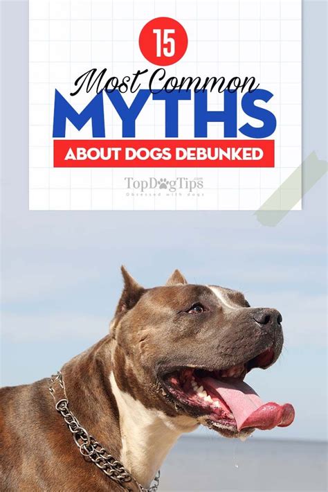 15 Most Common Myths About Dogs Debunked Common Myths Dog Facts Dogs