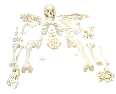 Eisco Disarticulated Human Skeleton Learning