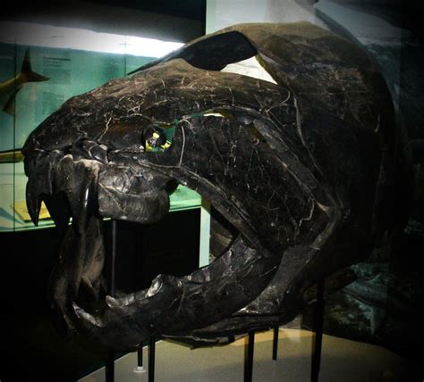 Dunkleosteus Among The First Of The Vertebrate Apex Predators Was A