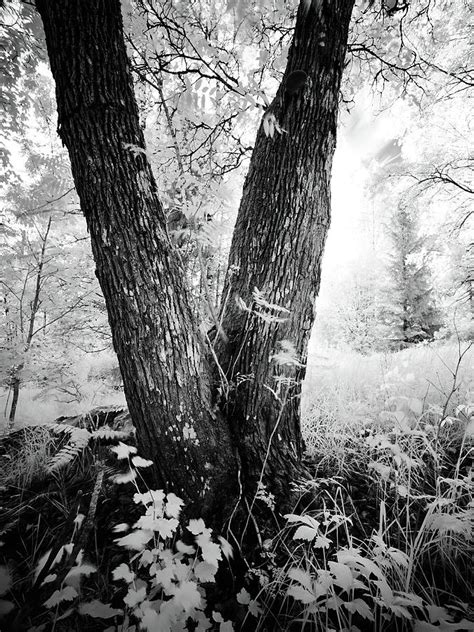 Field Of The Fairies Infrared Bw Photography Photograph By Jouko Lehto