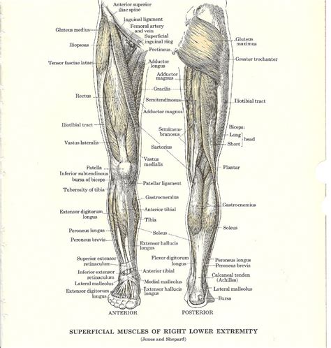 Anterior compartment leg muscles the anterior compartment of the leg comprises four muscles. SALE Vintage Medical Anatomy Muscles of the Leg to Frame or
