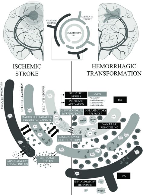 Schematic View Of The Neurovascular Unit In Stroke And Hemorrhagic