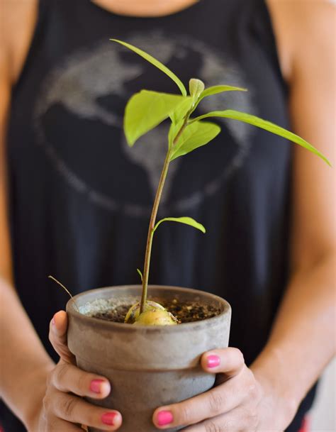 Although most people probably have a cactus in some shape or form they rarely get to see it flower. Testing a Tutorial: Growing a Plant from an Avocado Seed ...