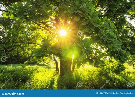 Close Up View Sunbeams Through Green Branches Of Large Tree On Summer