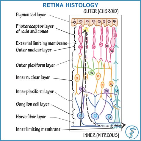 For More On Retina Histology And To See How This Diagram Maps Onto