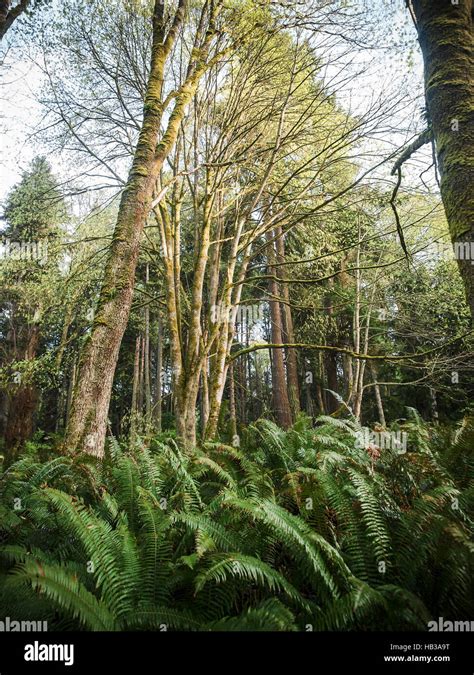 Old Growth Forest Near Seattle Washington Stock Photo Alamy