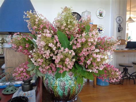 Oak Leaf Hydrangea | Oakleaf hydrangea, Hydrangea arrangements, Hydrangea