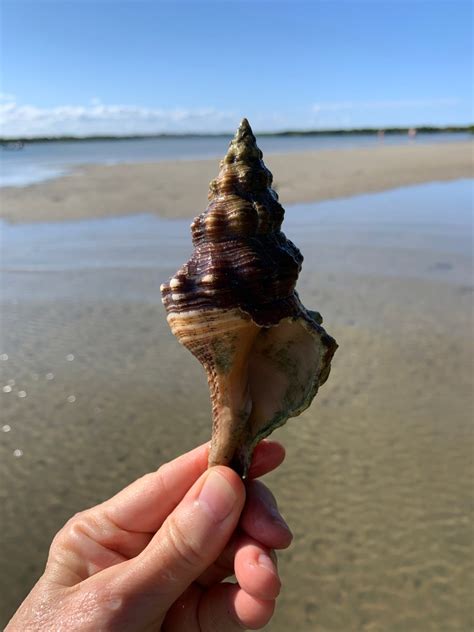 Seashell Photo Id Florida East Coast Seashells By Millhill
