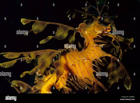 Leafy Seadragon Phycodurus Eques In The Dark Stock Photo Alamy