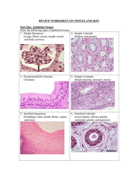 Types Of Tissues Worksheet