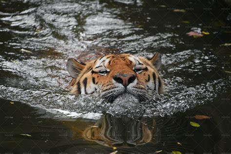 Siberian Amur Tiger Swimming In Water Stock Photos Motion Array