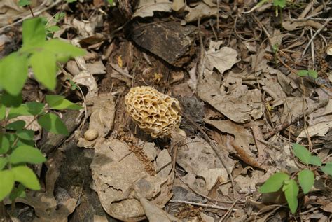 Morel Mushroom Hunting Is An Art Some People Say They Can Smell Them