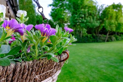 Garden Centers Gardeners Supply Company Plants For Hanging Baskets