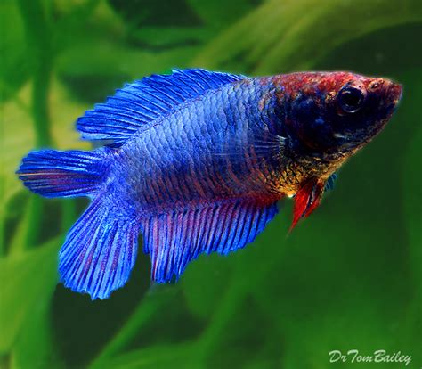 Premium FEMALE Natural Twin Tail Blue Betta Fish Size 1 To 1 5