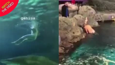 Man Jumps Into Shark Tank At Aquarium And Swims Naked For Five Minutes