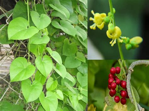 Guduchi Tinospora Cordifolia Health Benefits Uses Side Effects