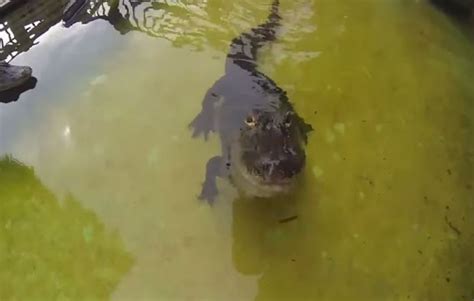 G1 Crocodilo fica irritado ao ser filmado e ataca câmera notícias