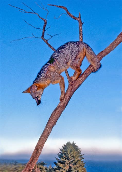 Gray Fox Descending Backwards Down Branch Mendonoma Sightings