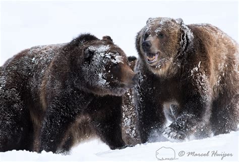 Marcel Huijser Photography Rocky Mountain Wildlife Grizzly Bears