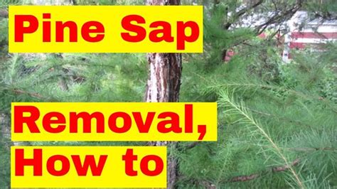 pine sap removal how to sap youtube videos novelty sign