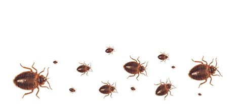 Bed Bugs Toronto Affordable Bed Bugs Exterminator Toronto Pestend