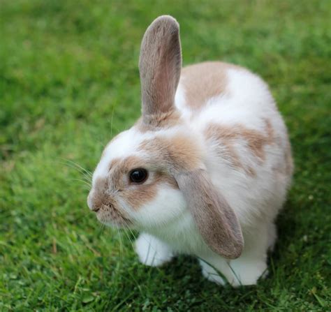 Instagram Captions For Photos Of Your Pet Bunny Rabbit