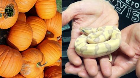 Halloween Snake Tour Which Of Daves Snakes Is Closest In Color To A