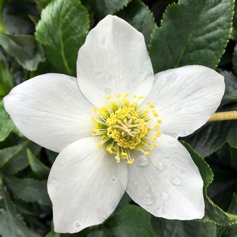 Hellebore The Beautiful Winter Flower — Seattles Favorite Garden